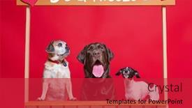  Presentation with studio - Beautiful presentation design featuring studio-shot-of-three-dog backdrop and a red colored foreground