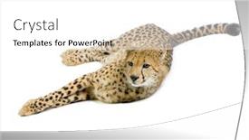  Presentation with cheetah - Slide set enhanced with studio shots of cheetah lying down in front on a white background all my pictures are taken in a photo studio background and a white colored foreground
