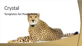 Presentation with shots - Presentation design with studio shots of cheetah lying background and a white colored foreground