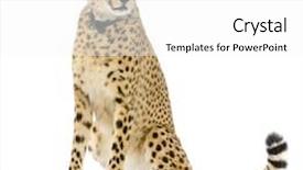  Presentation with shots - Colorful PPT theme enhanced with studio shots of cheetah sitting in front on a white background all my pictures are taken in a photo studio backdrop and a white colored foreground