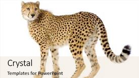  Presentation with cheetah - Beautiful theme featuring studio shots of cheetah standing backdrop and a lemonade colored foreground