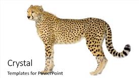  Presentation with shots - Presentation featuring studio shots of cheetah standing up in front on a white background all my pictures are taken in a photo studio background and a white colored foreground
