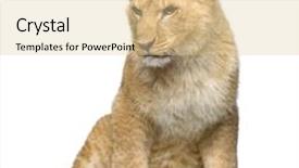  Presentation with shots - Slide deck with studio shots of lion cub seven months sitting in front of a white background all my pictures are taken in a photo studio background and a lemonade colored foreground