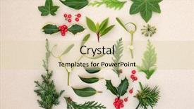  Presentation with study - Presentation design consisting of study with holly berries ivy background and a lemonade colored foreground