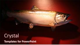  Presentation with king - Audience pleasing presentation theme consisting of stuffed-and-mounted-king-salmon backdrop and a wine colored foreground