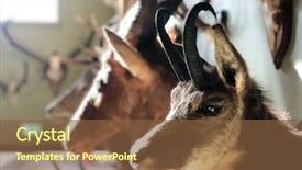  Presentation with heads - Presentation theme having stuffed animal heads mounted background and a tawny brown colored foreground