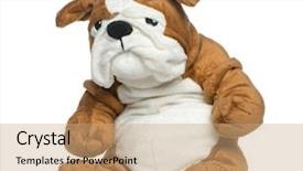  Presentation with english bulldog - Slide deck consisting of stuffed english bulldog toy background and a coral colored foreground