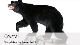  Presentation with black bear - Slide deck with stuffed north american black bear background and a white colored foreground