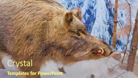  Presentation with wild boar - Slide set having stuffed-wild-boar-animal-background background and a tawny brown colored foreground