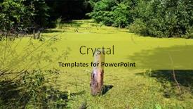  Presentation with summer - Slide set having stump-in-green-summer-bog background and a yellow colored foreground