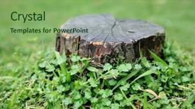  Presentation with grass - Beautiful slides featuring stumps - stump of the birch lying backdrop and a seafoam green colored foreground