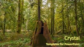  Presentation with old growth - Amazing PPT theme having stumps - view of mossy tree stump backdrop and a tawny brown colored foreground