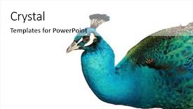  Presentation with peacock - Audience pleasing slides consisting of pair of giraffes standing on the banks of the chobe river in botswana on a sunny summer day backdrop and a coral colored foreground