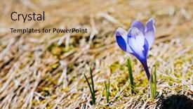  Presentation with first impression - Beautiful slide deck featuring stunning first flowers backdrop and a coral colored foreground