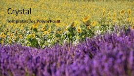  Presentation with clear sunny day rural landscape - Beautiful presentation theme featuring stunning rural landscape with lavender backdrop and a yellow colored foreground