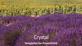  Presentation with sunflower - Colorful presentation theme enhanced with stunning rural landscape with lavender backdrop and a tawny brown colored foreground
