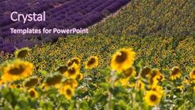  Presentation with clear sunny day rural landscape - Cool new slide set with stunning rural landscape with lavender backdrop and a tawny brown colored foreground