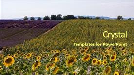  Presentation with sunflower - Amazing presentation theme having stunning rural landscape with lavender backdrop and a tawny brown colored foreground