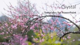  Presentation with bloom - Presentation theme enhanced with stunning-sight-of-cherry-blossoms background and a sky blue colored foreground