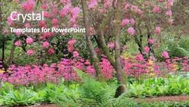  Presentation with cherry blossoms in full bloom - Slides having stunning spring garden in full background and a  colored foreground