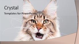  Presentation with maine - Cool new theme with stupid - portrait of domestic black tabby backdrop and a light gray colored foreground