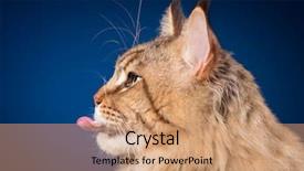  Presentation with maine - Audience pleasing slides consisting of stupid - portrait of funny maine coon backdrop and a coral colored foreground