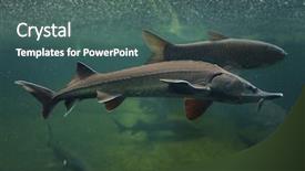  Presentation with sturgeon - Presentation theme with sturgeon acipenser baerii freshwater fish background and a ocean colored foreground