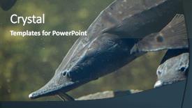  Presentation with freshwater fish - Amazing slide deck having sturgeon acipenser baerii freshwater fish backdrop and a dark gray colored foreground