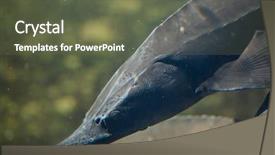  Presentation with sturgeon - Cool new theme with sturgeon acipenser baerii freshwater fish backdrop and a tawny brown colored foreground