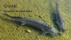  Presentation with fish river - Colorful theme enhanced with sturgeon big fish backdrop and a gold colored foreground