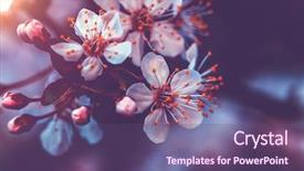  Presentation with spring tree - Presentation theme with style photo of a gentle background and a violet colored foreground