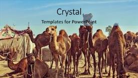 Presentation with vintage retro - PPT theme consisting of style travel image of camel background and a light blue colored foreground