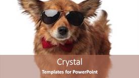  Presentation with stepping - Presentation theme having stylish brown metis dog with sunglasses and red bowtie stepping on white background and looking to side background and a red colored foreground