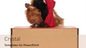  Presentation with guinea pig - Cool new slide set with stylish-furry-guinea-pig backdrop and a coral colored foreground