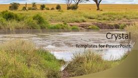  Presentation with serengeti africa - Presentation theme consisting of submerged - bloat of hippopotamus hippo submerging background and a coral colored foreground