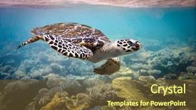  Presentation with water ocean - PPT theme featuring submerged - hawksbill turtle - eretmochelys imbricata background and a tawny brown colored foreground