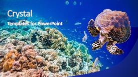  Presentation with coral reef - Audience pleasing PPT theme consisting of submerged - hawksbill turtle - eretmochelys imbricata backdrop and a cobalt blue colored foreground