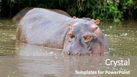  Presentation with serengeti africa - Presentation theme consisting of submerged - hippopotamus hippo submerging in water background and a gray colored foreground