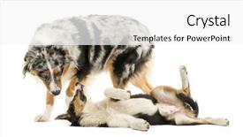  Presentation with australian - Colorful PPT layouts enhanced with free global warming - concept backdrop and a coral colored foreground.