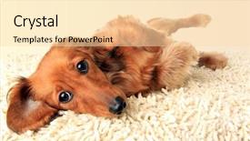  Presentation with dachshund - Beautiful slide set featuring submission - longhair dachshund puppy lying down backdrop and a lemonade colored foreground