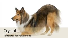  Presentation with sheepdog - Colorful PPT theme enhanced with submission - shetland sheepdog bowing in front backdrop and a coral colored foreground
