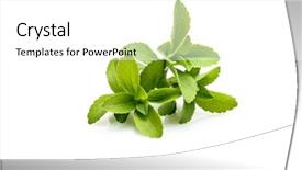  Presentation with plant pathology disease - Beautiful slides featuring stevia plant sweetleaf or sugarleaf backdrop and a white colored foreground