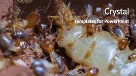  Presentation with termite - Beautiful presentation theme featuring old rusty zinc plat wall backdrop and a light gray colored foreground