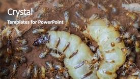 Presentation with termite - Cool new PPT theme with subterranean - termite and queen termite backdrop and a tawny brown colored foreground