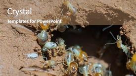  Presentation with termite - Theme enhanced with subterranean - termite and queen termite background and a coral colored foreground