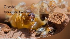  Presentation with termite - Amazing PPT layouts having rain drop on painted wood backdrop and a coral colored foreground