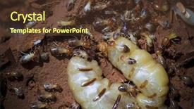  Presentation with order - Beautiful PPT theme featuring subterranean - termites at a small hole backdrop and a tawny brown colored foreground