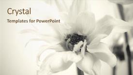  Presentation with soft white flower - Colorful theme enhanced with subtle - beautiful white flower close up backdrop and a cream colored foreground