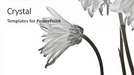  Presentation with elegant flowers - PPT theme consisting of subtle - elegant daisy flowers on white background and a white colored foreground