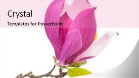  Presentation with magnolia - Beautiful slide deck featuring subtle - magnolia flower branch isolated backdrop and a coral colored foreground